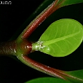 Scyphiphora hydrophylacea (Yamstick Mangrove) occurs in Cairns, Australia<br />Canon KDX (400D) + EFS60 F2.8